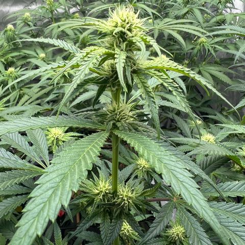 Wonder Pie growlog timeline photo