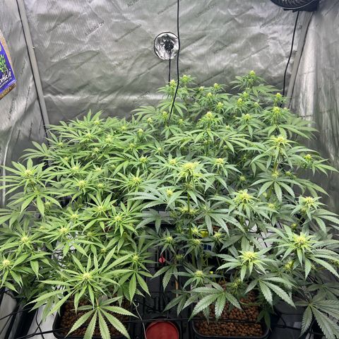 Wonder Pie growlog timeline photo