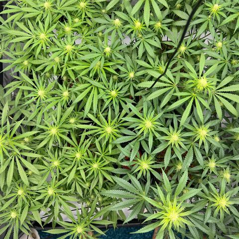 Wonder Pie growlog timeline photo