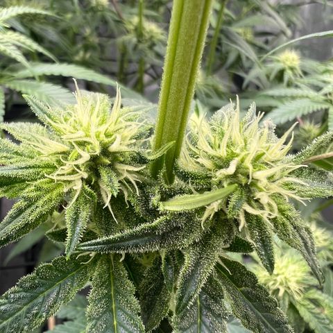 Wonder Pie growlog timeline photo