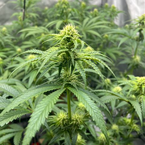 Wonder Pie growlog timeline photo
