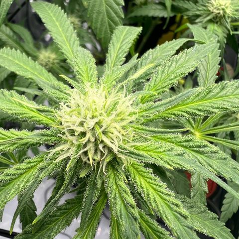 Wonder Pie growlog timeline photo