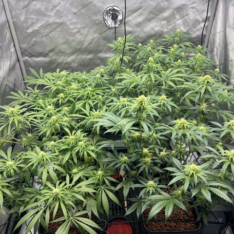 Wonder Pie growlog timeline photo