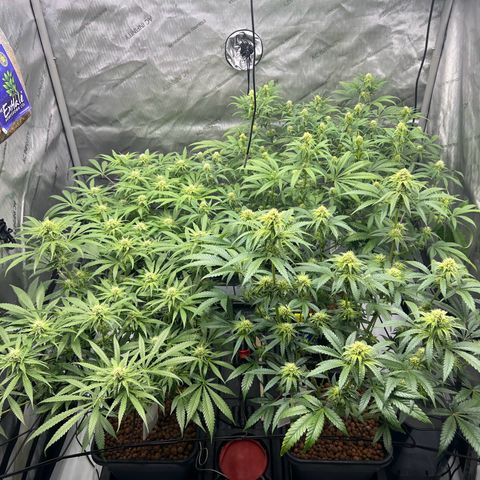 Wonder Pie growlog timeline photo