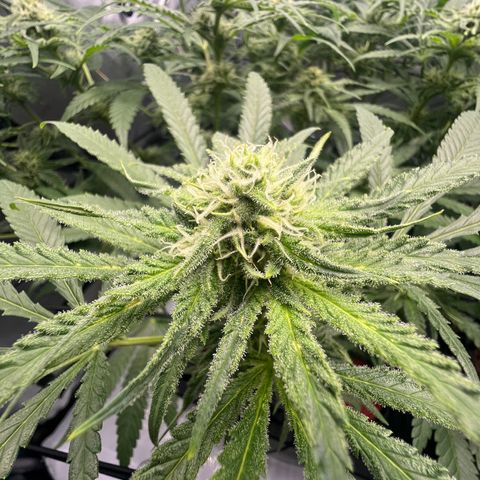 Wonder Pie growlog timeline photo