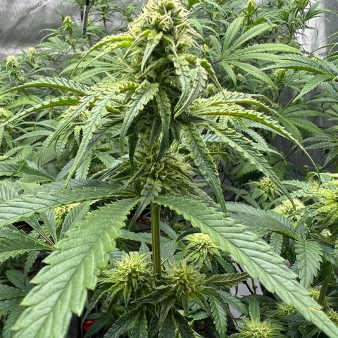 Wonder Pie growlog timeline photo