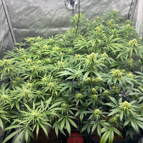 Wonder Pie growlog timeline photo