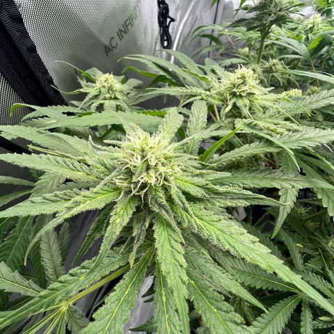 Wonder Pie growlog timeline photo
