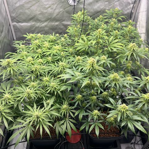 Wonder Pie growlog timeline photo