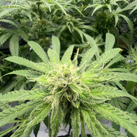 Wonder Pie growlog timeline photo