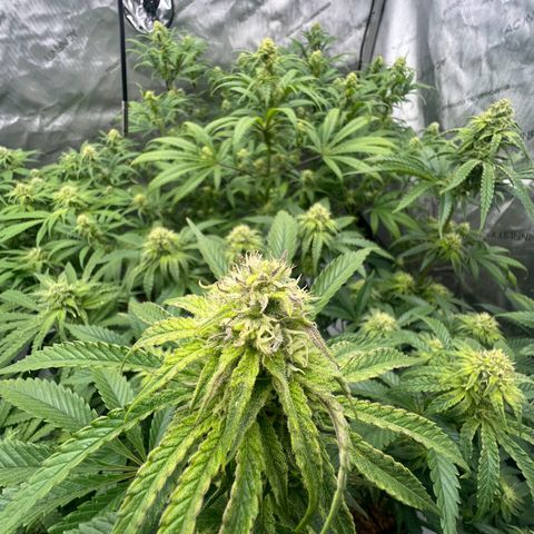 Wonder Pie growlog timeline photo