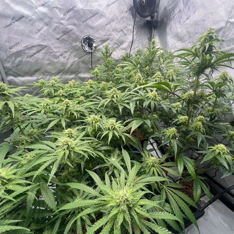 Wonder Pie growlog timeline photo