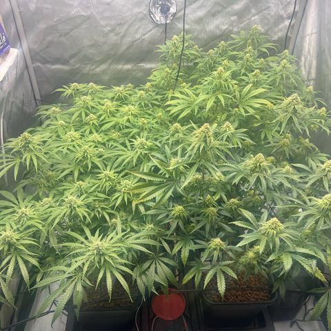 Wonder Pie growlog timeline photo