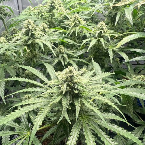 Wonder Pie growlog timeline photo