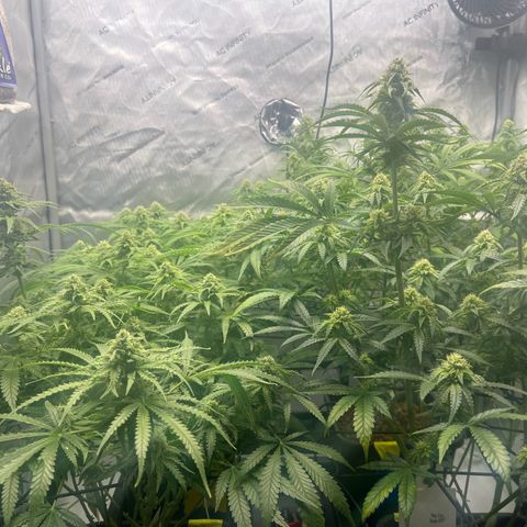 Wonder Pie growlog timeline photo