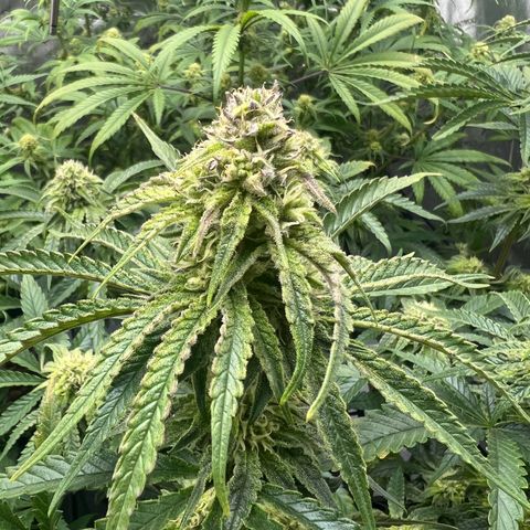 Wonder Pie growlog timeline photo