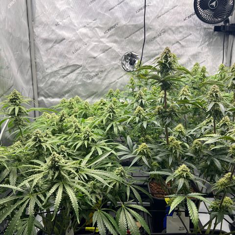 Wonder Pie growlog timeline photo