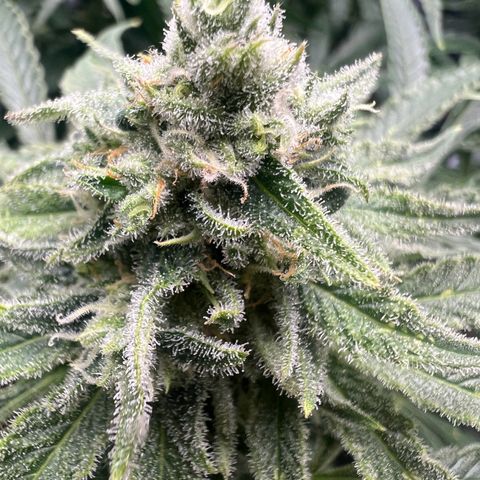 Wonder Pie growlog timeline photo
