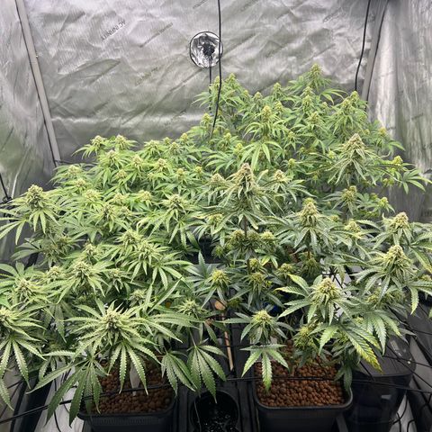 Wonder Pie growlog timeline photo