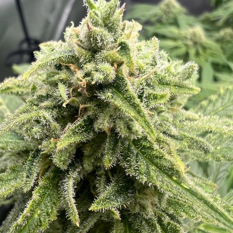 Wonder Pie growlog timeline photo