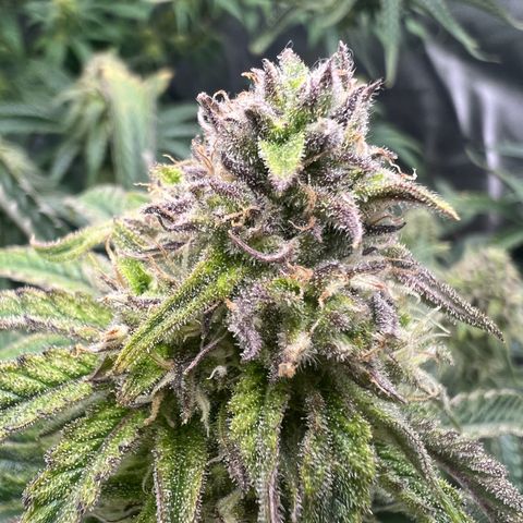 Wonder Pie growlog timeline photo