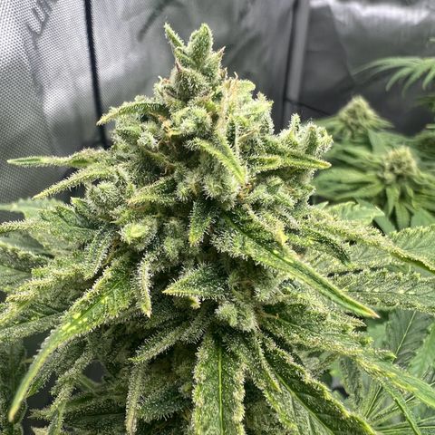 Wonder Pie growlog timeline photo