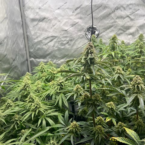Wonder Pie growlog timeline photo