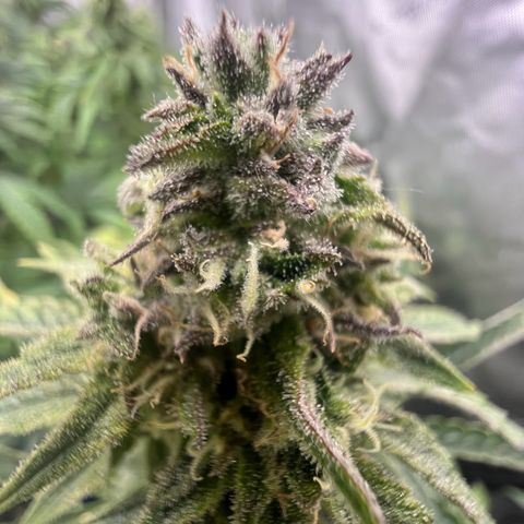 Wonder Pie growlog timeline photo