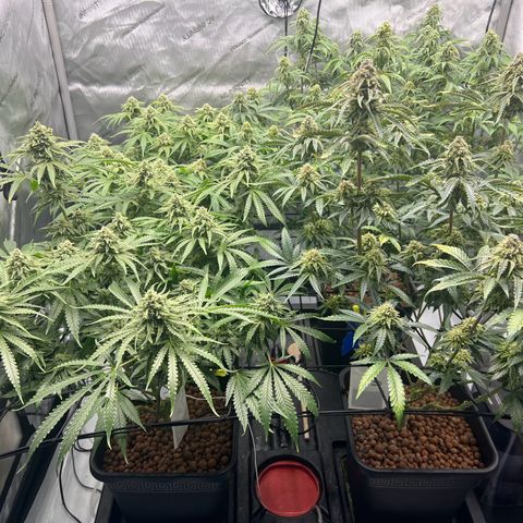 Wonder Pie growlog timeline photo