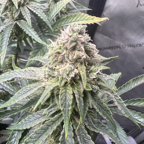 Wonder Pie growlog timeline photo
