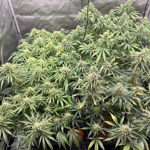 Wonder Pie growlog timeline photo