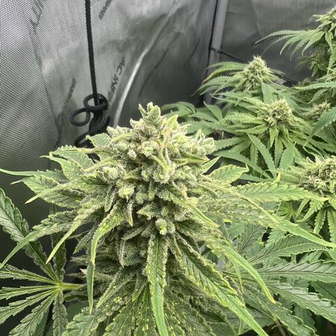 Wonder Pie growlog timeline photo