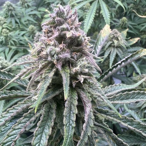 Wonder Pie growlog timeline photo