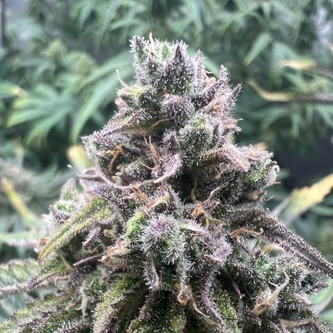 Wonder Pie growlog timeline photo