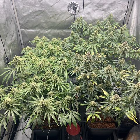 Wonder Pie growlog timeline photo