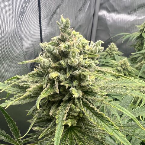 Wonder Pie growlog timeline photo