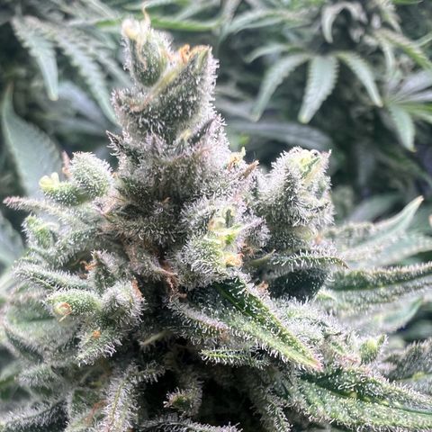 Wonder Pie growlog timeline photo