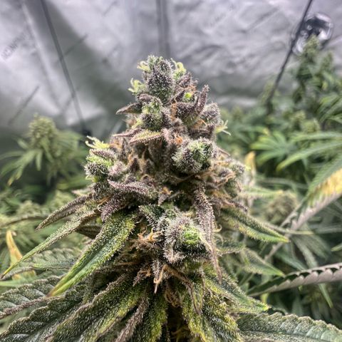 Wonder Pie growlog timeline photo