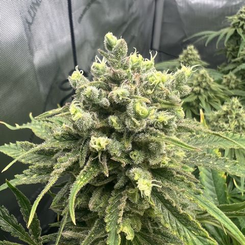 Wonder Pie growlog timeline photo