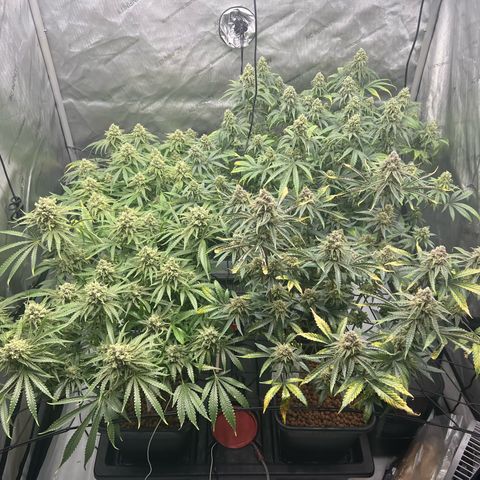 Wonder Pie growlog timeline photo