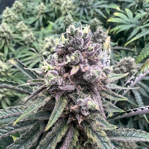 Wonder Pie growlog timeline photo