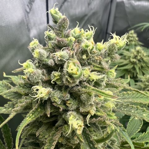 Wonder Pie growlog timeline photo