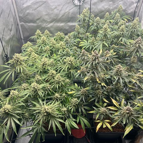 Wonder Pie growlog timeline photo