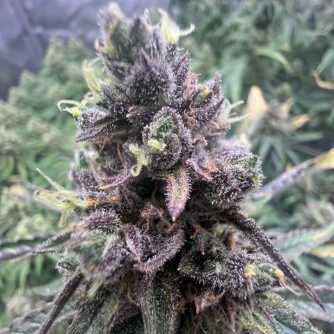 Wonder Pie growlog timeline photo