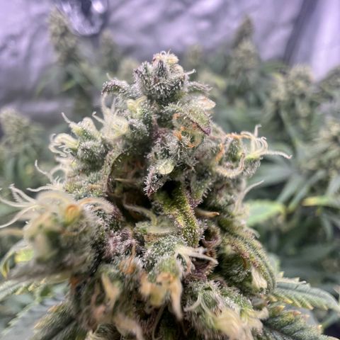 Wonder Pie growlog timeline photo