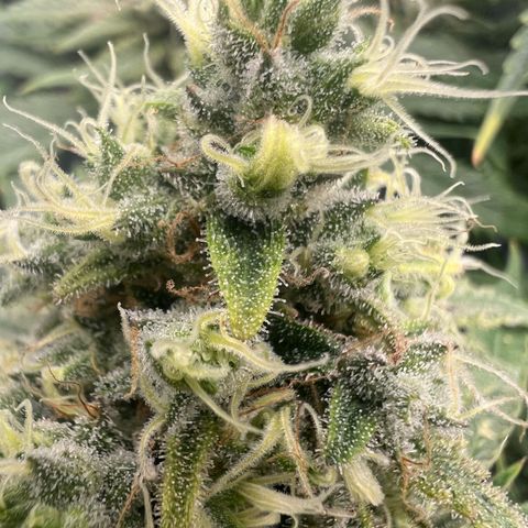 Wonder Pie growlog timeline photo