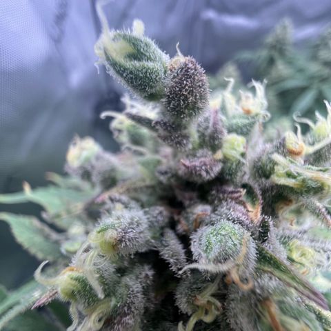 Wonder Pie growlog timeline photo