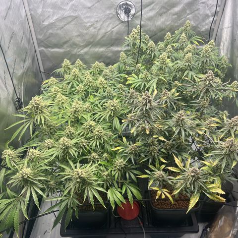 Wonder Pie growlog timeline photo