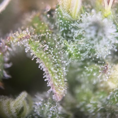 Wonder Pie growlog timeline photo