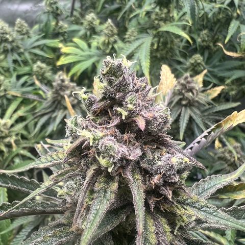 Wonder Pie growlog timeline photo